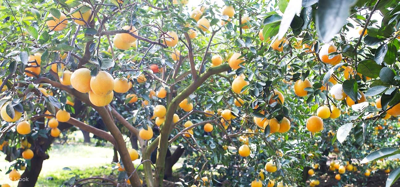 Allgemeiner Obstpflückgutschein